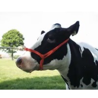 Echipamente și îngrijire animale – Produse pentru ferme zootehnice